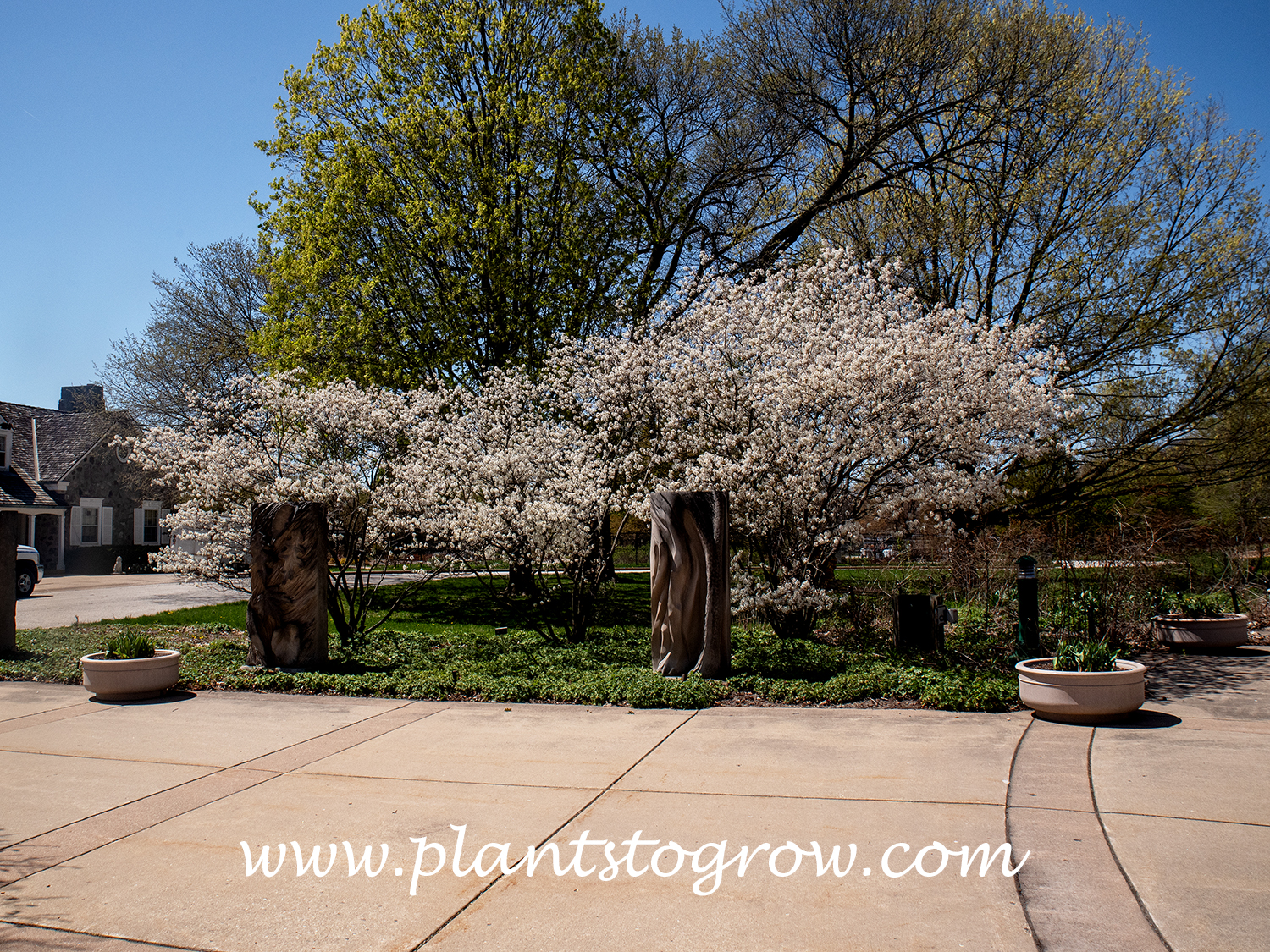 Prince Charles Serviceberry (Amelanchier laevis) 
(end of April)